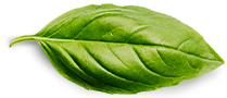 basil-leaf